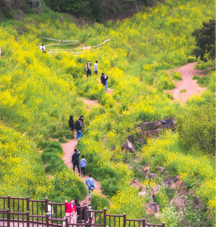 유채꽃 개화시기.유채꽃 명소.2023년안내