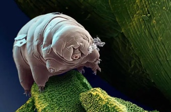 완보동물(물곰)