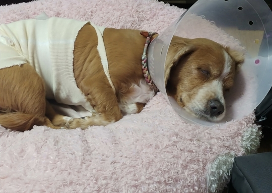 눈뜨고 기절모드