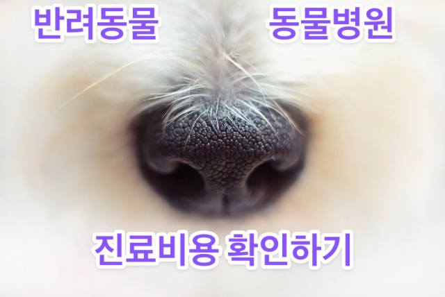 반려동물 동물병원 진료비 현황공개 및 확인하기 입니다