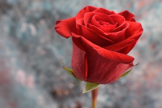 곡성세계장미축제