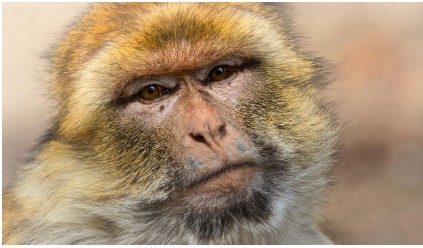 2026 병오년 원숭이띠 신년운세 무료로 보는 법