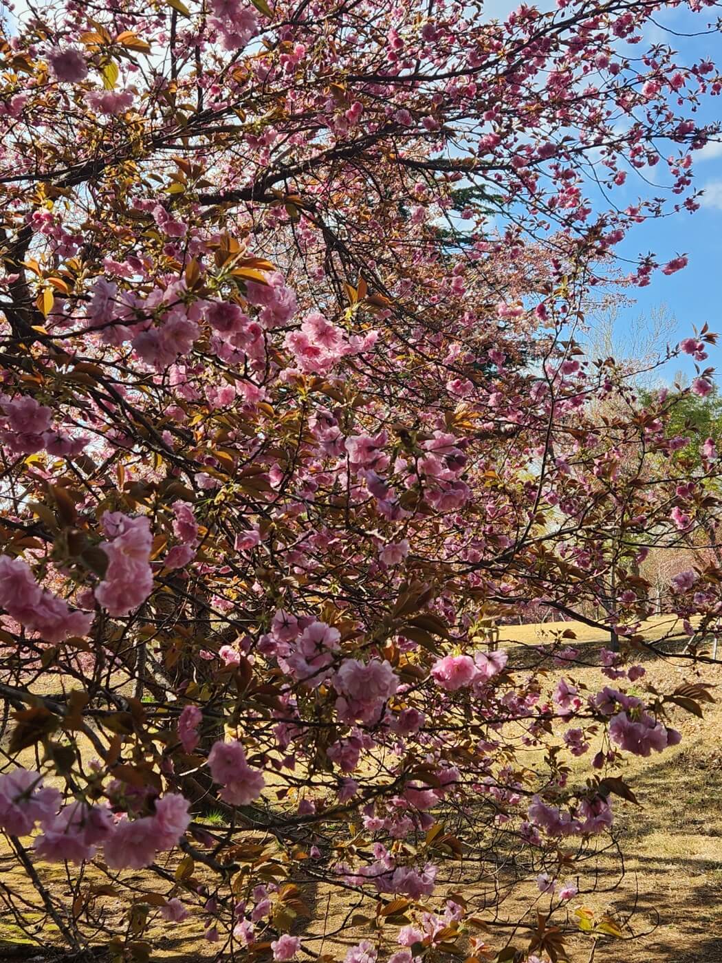 겹벚꽃4월15일자