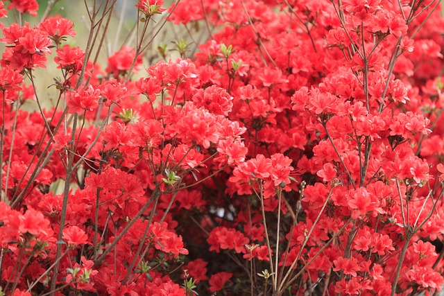 영산홍