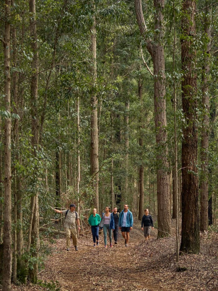 이미지 출처: Pixabay (상업적 이용 가능)
&ldquo;산림치유 프로그램에 참여한 사람들이 숲길을 걸으며 자연환경을 체험하는 모습&rdquo;입니다.