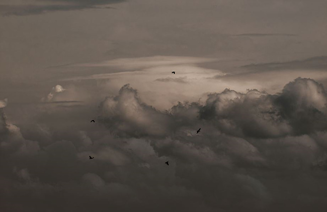 출처: unsplash / 구름 위 하늘을 나는 새 사진