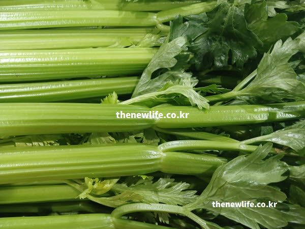 셀러리 효능 중 뇌건강에 기여하는 아피제닌 성분이 가득한 줄기를 묘사한 실사진