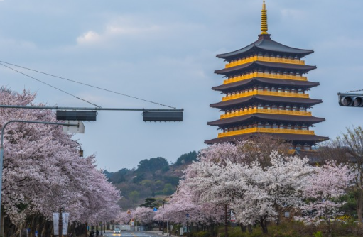 경주 벚꽃 사진