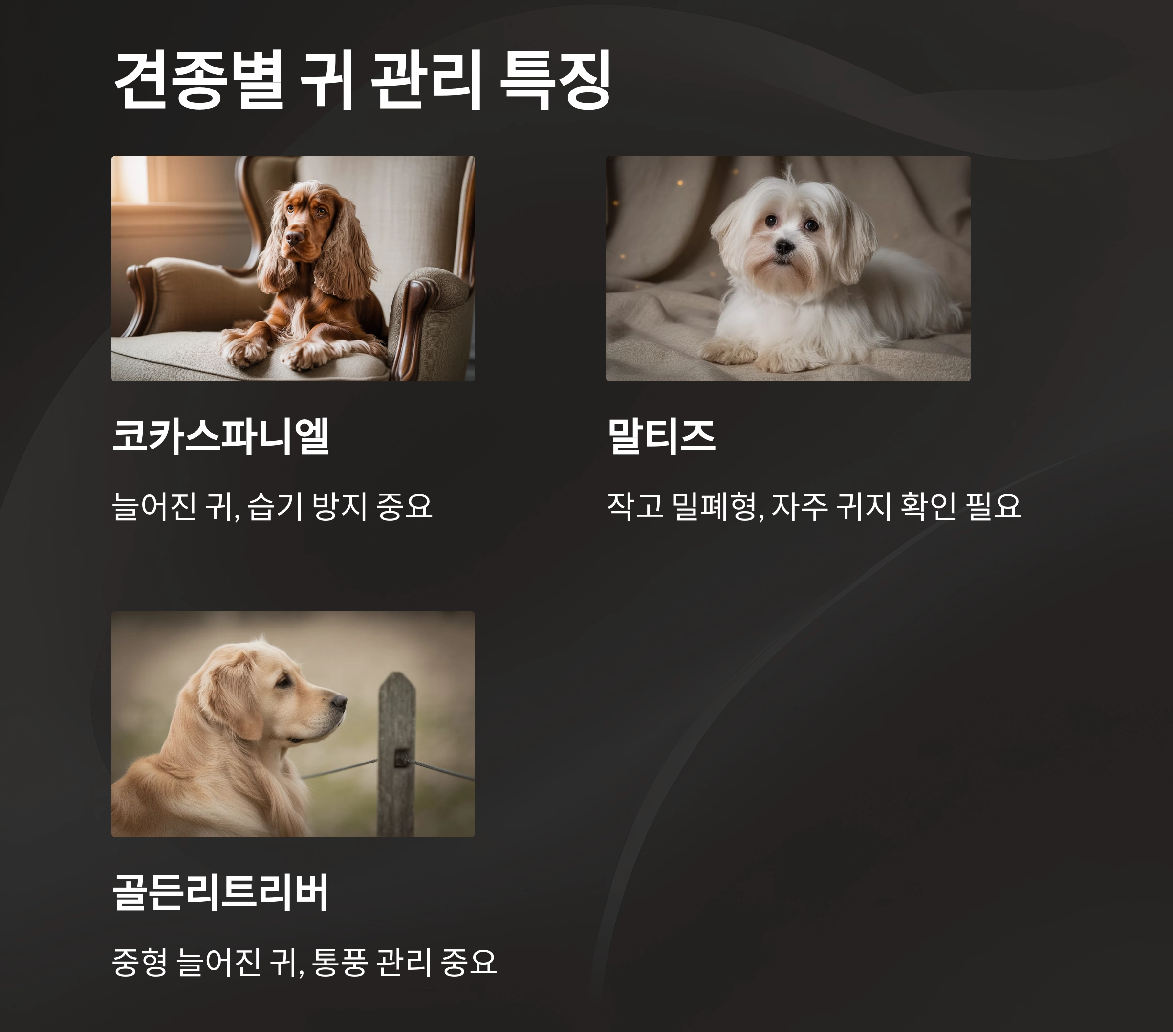 강아지 귀청소, 면봉은 금물! 전용 귀세정제가 필요한 이유