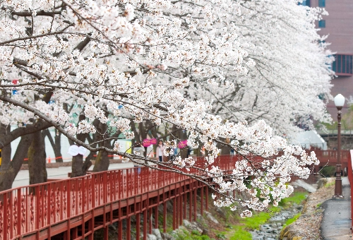 가평 벚꽃명소 에덴벚꽃길 벚꽃축제