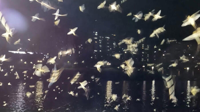 한강 하루살이 떼