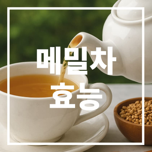 메밀차 효능