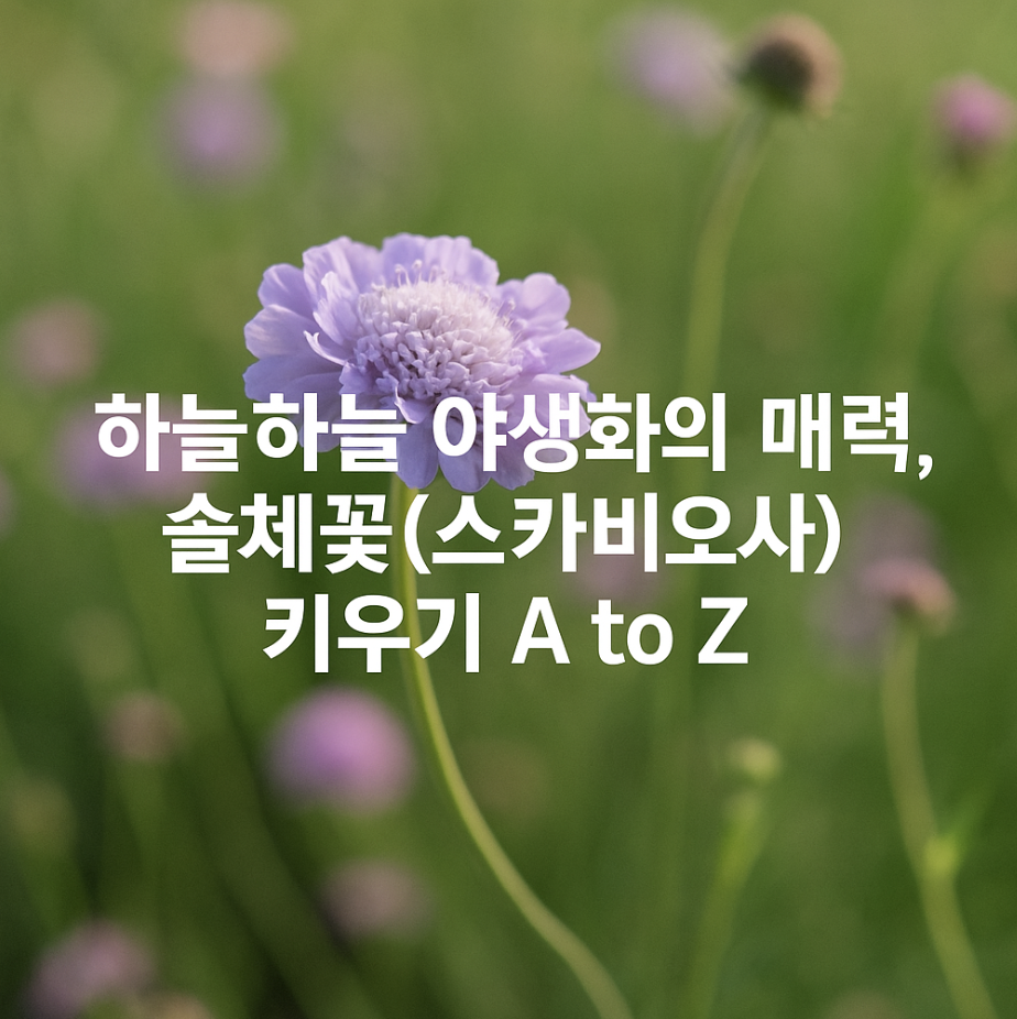 하늘하늘 야생화의 매력, 솔체꽃(스카비오사) 키우기 A to Z