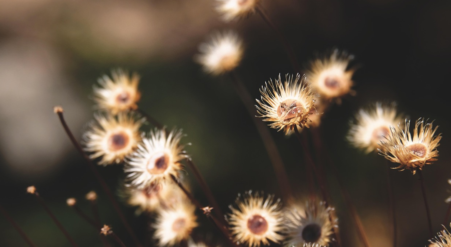 무주 안성낙화놀이 (전통문화, 중년여행, 불꽃놀이)