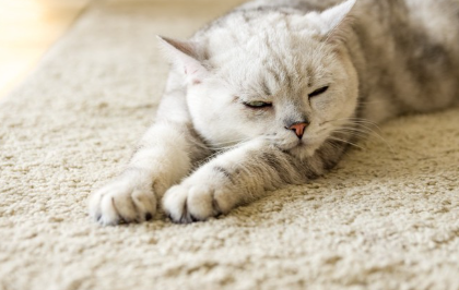 졸려 보이는 고양이.