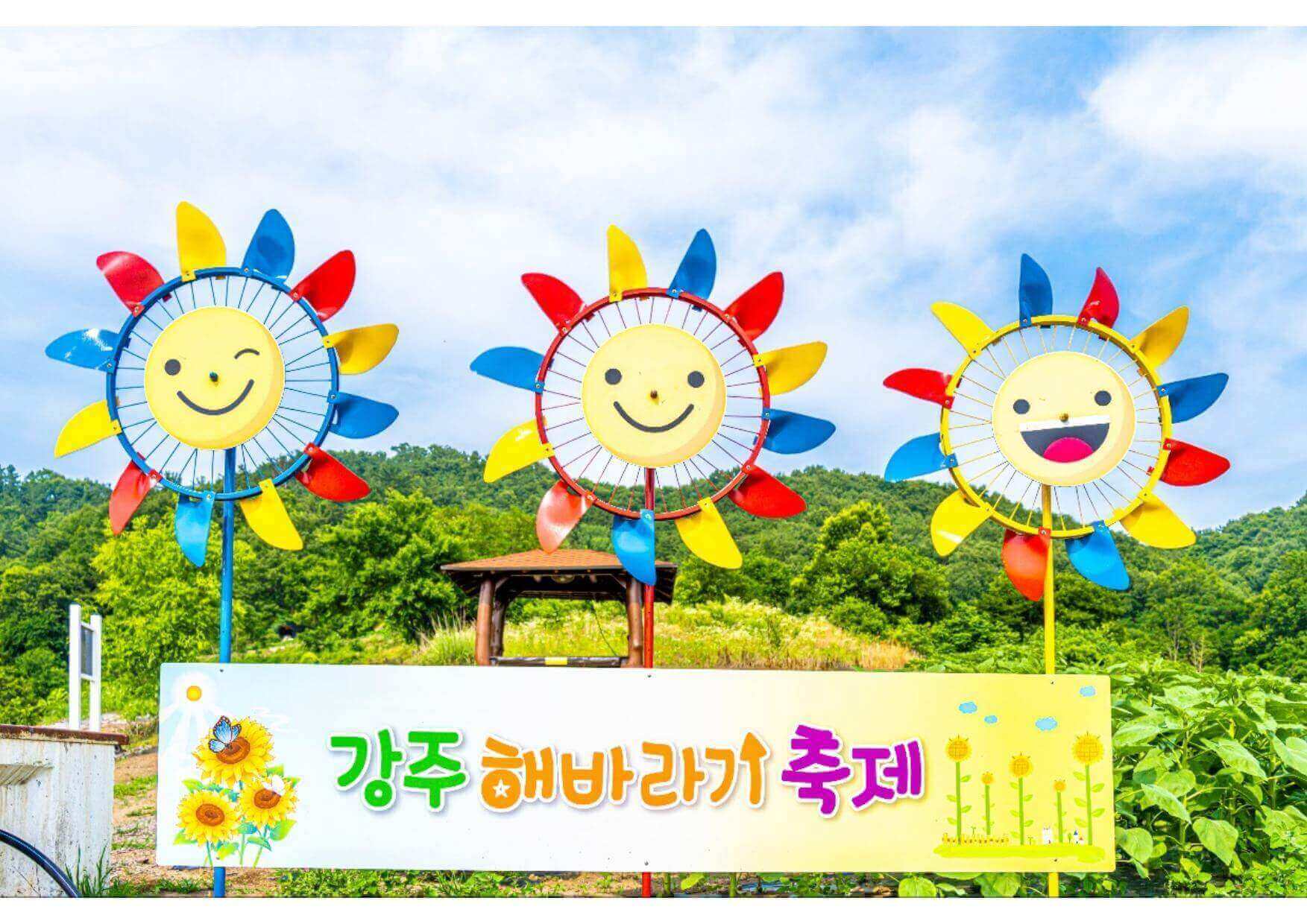 강주 해바라기 축제