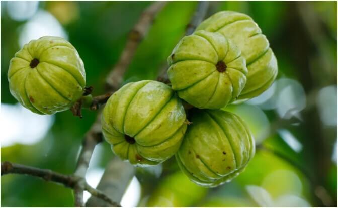 가르시니아-캄보지아-총정리