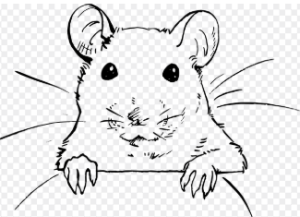 쥐띠 2025년 운세