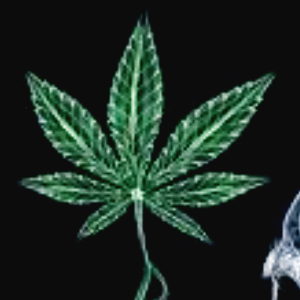 마리화나 관련주 대장주 TOP9