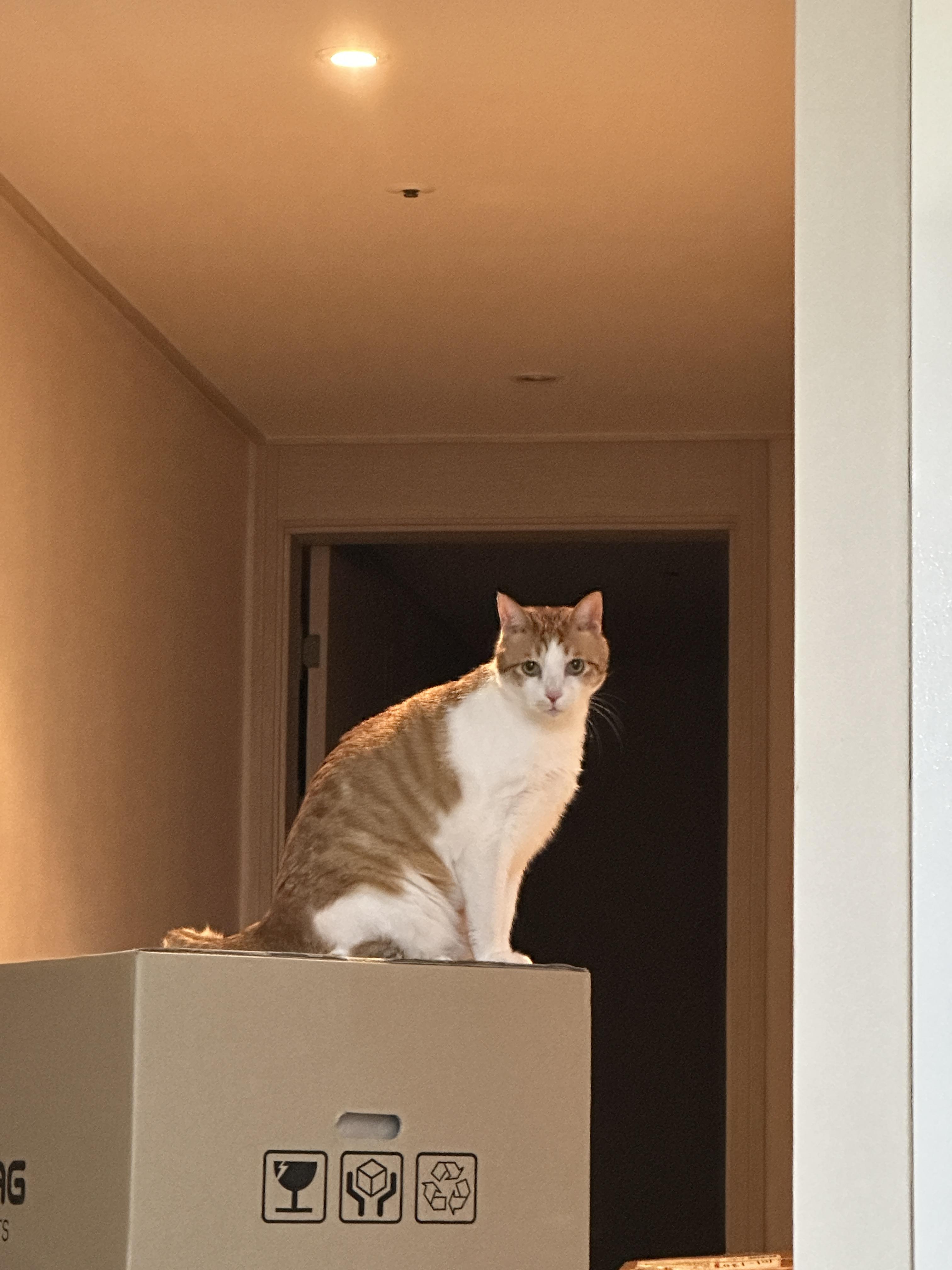 냥냥이들 화장실을 교체했다!(feat.화장실을 교체 해야 하는 이유)