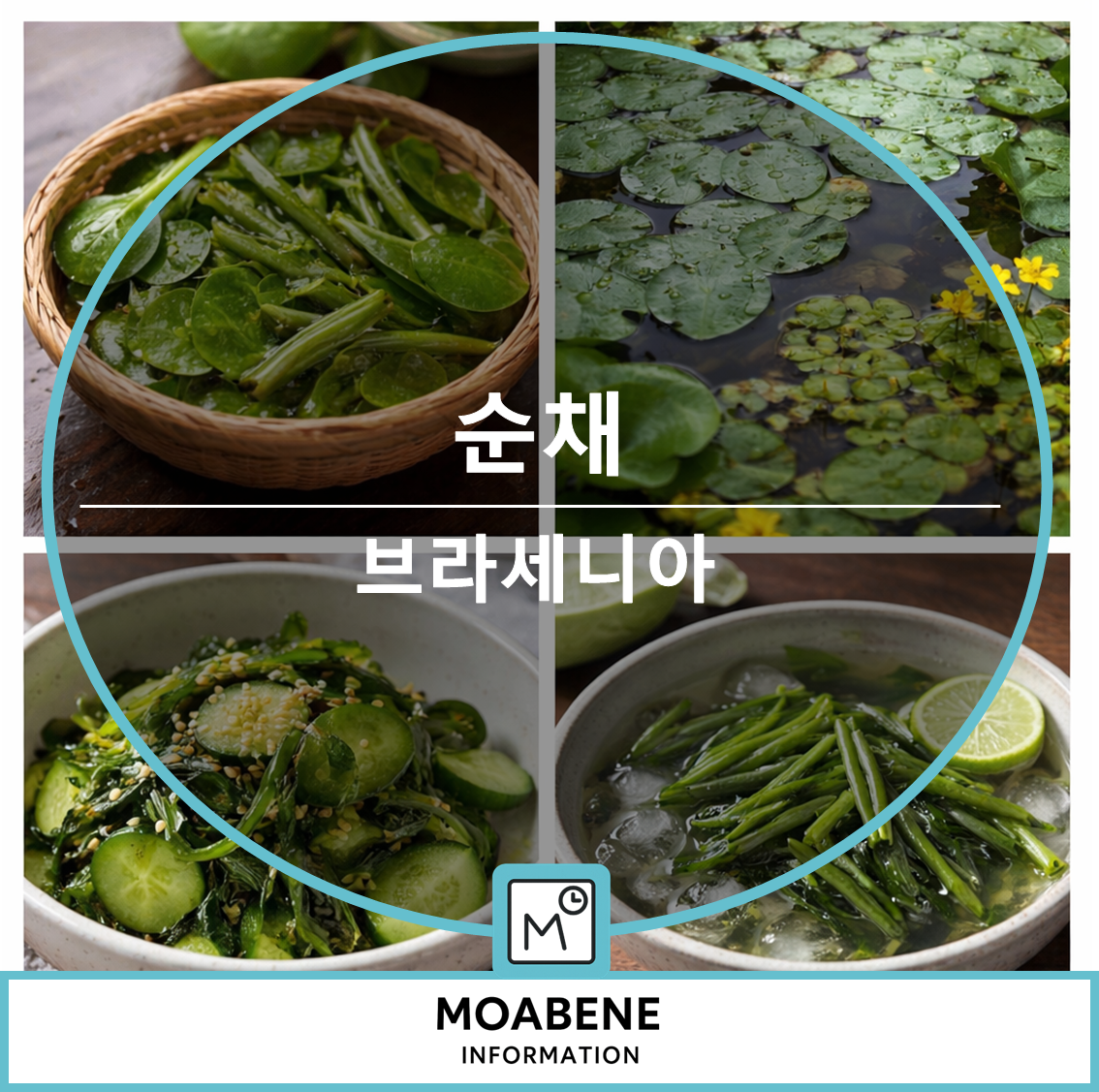 순채(브라세니아) 알아보기: 투명한 점액이 만드는 식감, 채취 시기, 손질과 요리까지