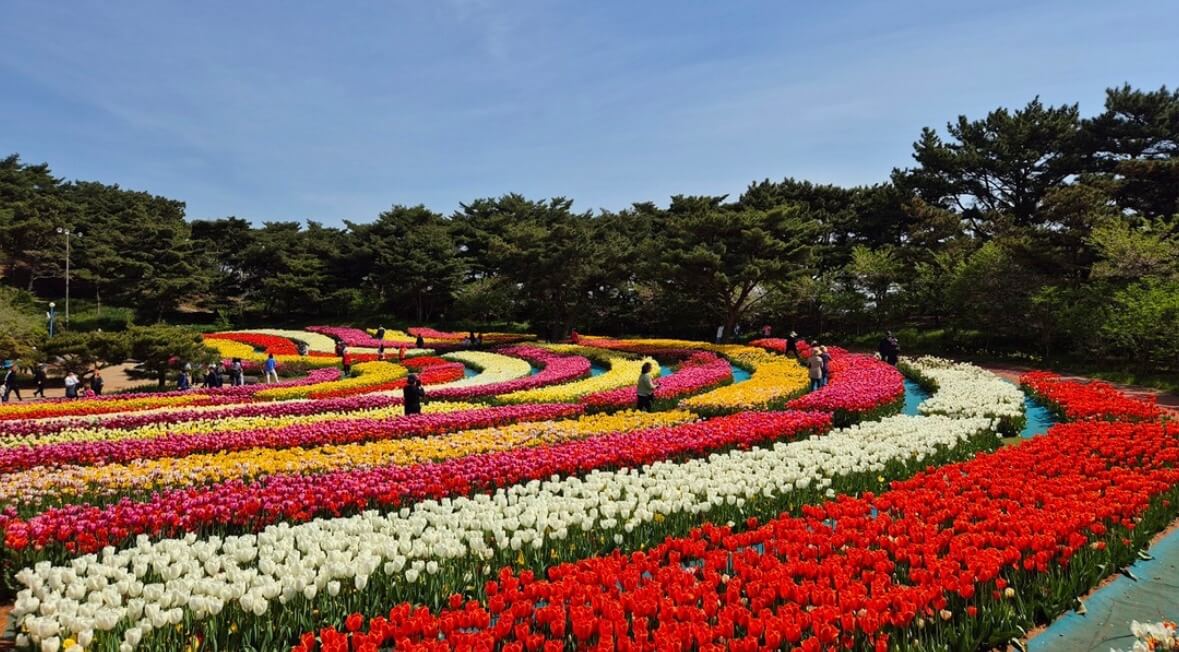 태안 튤립축제 기간