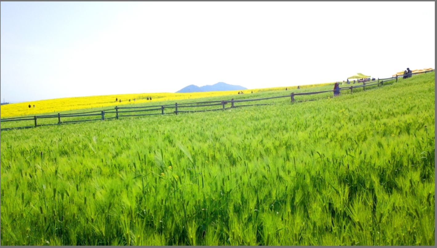 고창 청보리밭 축제 2025