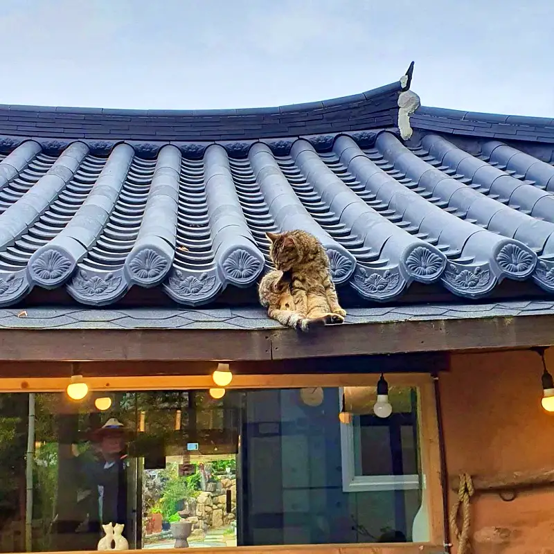 생방송오늘저녁 경남 양산 직접 재배한 무농약 유기농 도라지를 이용한 도라지라떼, 도라지꿀차 한옥 카페 맛집 추천