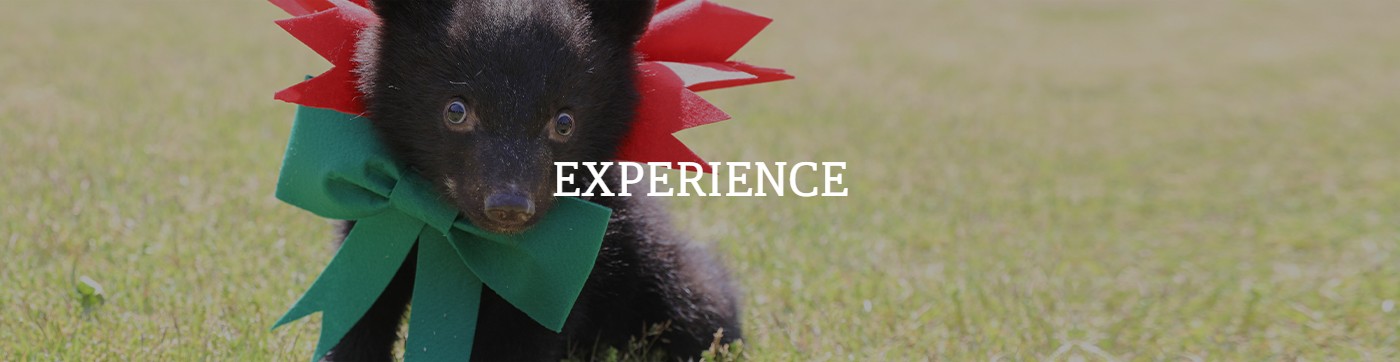 베어크리파크 먹이주기체험