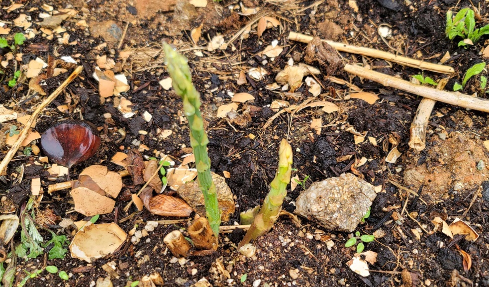 정원 텃밭 흙 위로 올라온 어린 아스파라거스 새순 모습