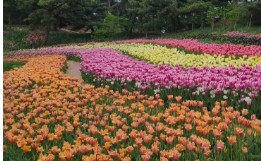 태안 튤립 축제(2025) 일정 맛집 추천관광지 관련 사진