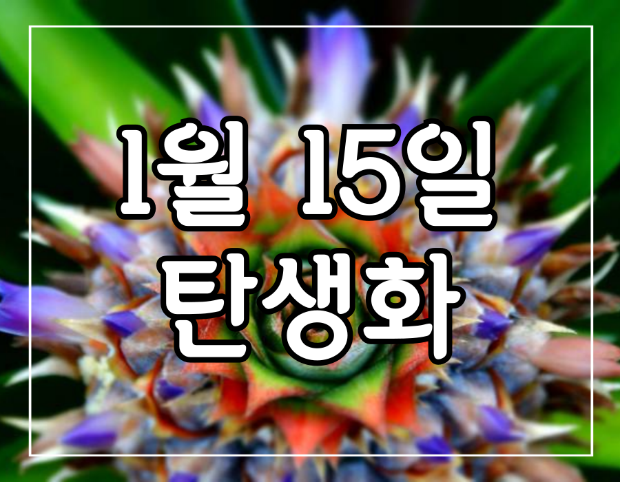 이 이미지는 1월 15일 탄생화 파인애플 꽃에 관한 포스팅의 대표 이미지입니다.