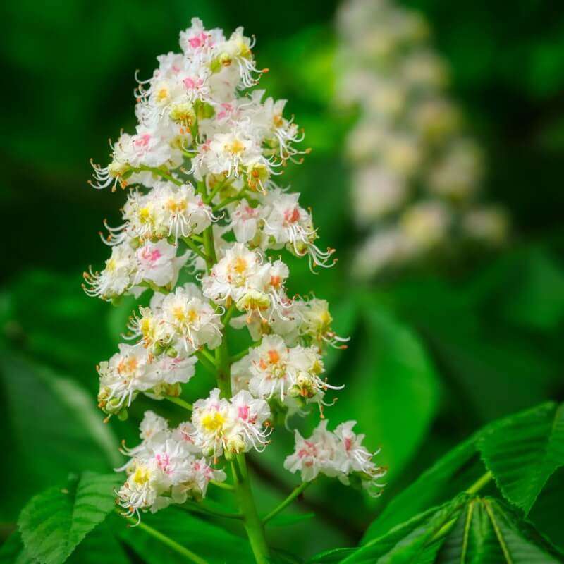 밤 꽃이 피어있는 사진