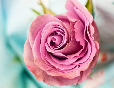 서울장미축제 일정 하는곳 맛집 주차장