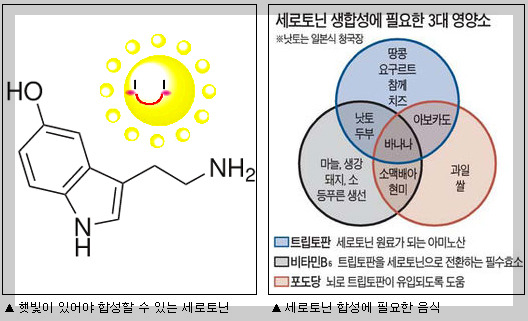 세로토닌