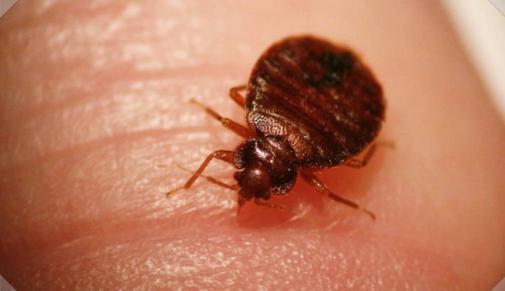 야행성 빈대 썸네일