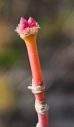 단풍나무 겨울눈2