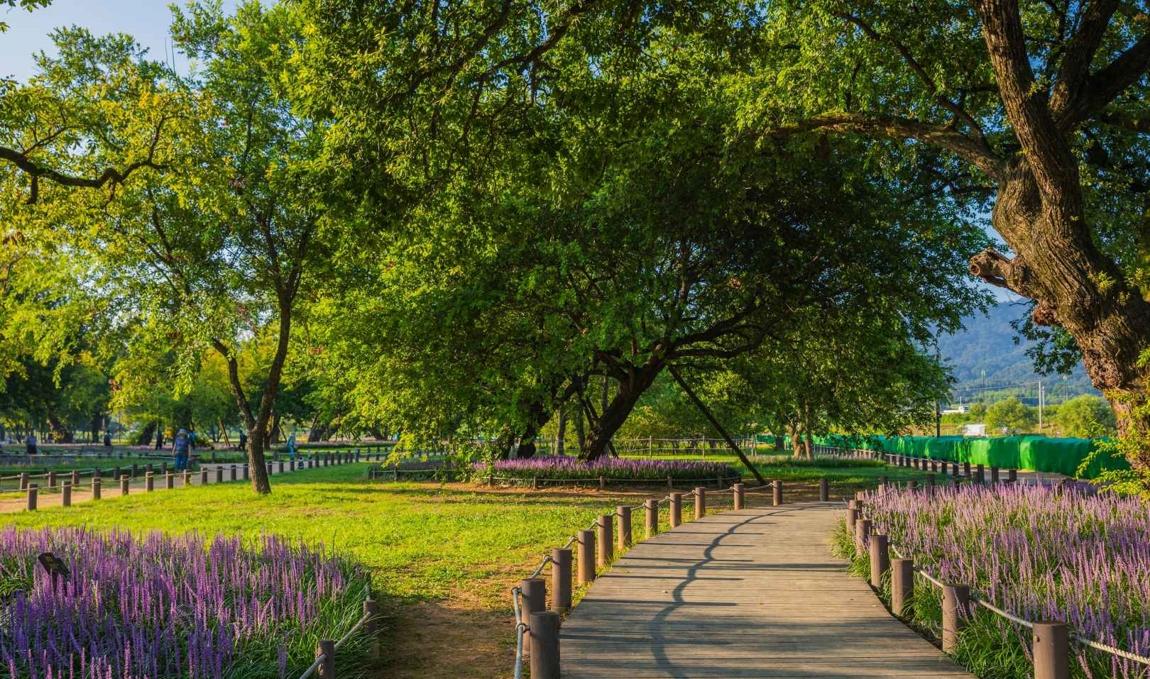 성밖숲 왕버드나무