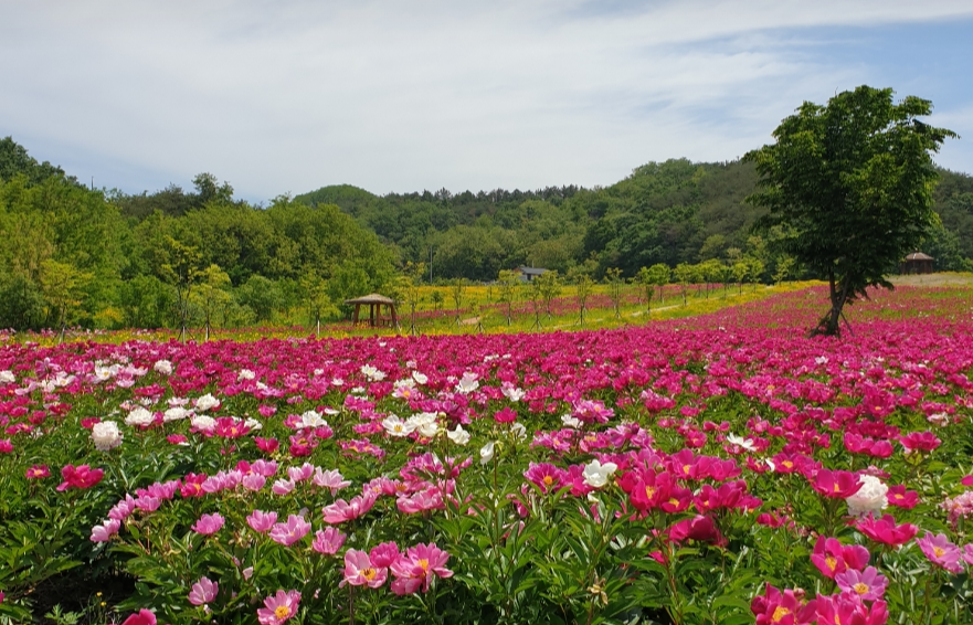 안동 숲당 꽃단지 작약꽃