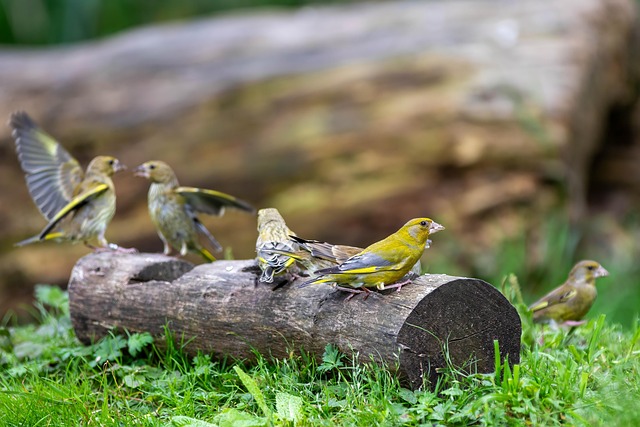 갈라파고스 핀치새