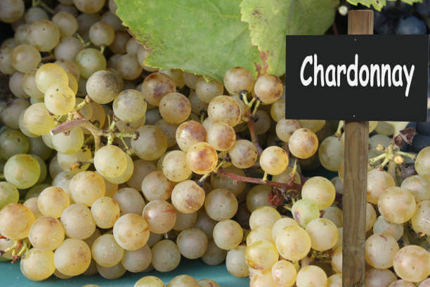 두부전 &amp; 샤르도네(Chardonnay) 와인 페어링｜들기름의 고소함과 오크향의 실키한 균형