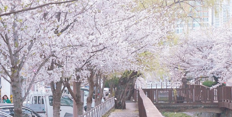 창원 소하천 벚꽃