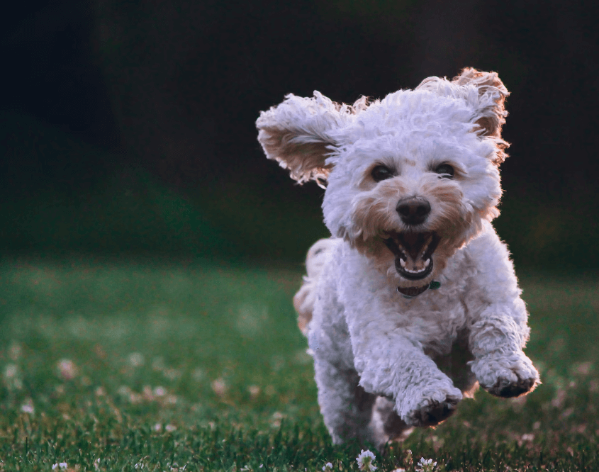 강아지 나이 인간 나이로 계산하기