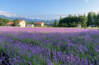 고성 라벤더 축제11