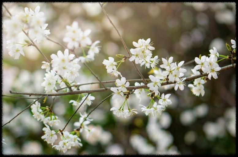 화담숲 데이트 - 벚꽃 아래서 힐링 여행! 