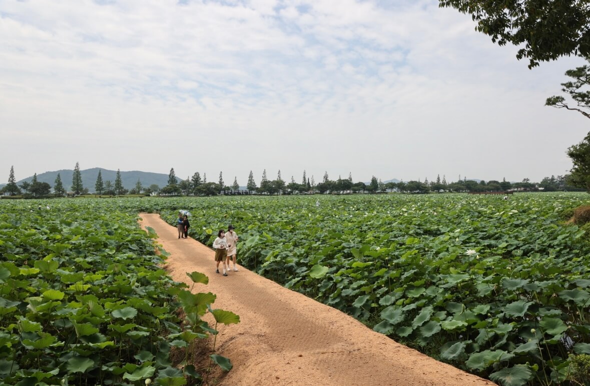 무안 연꽃축제