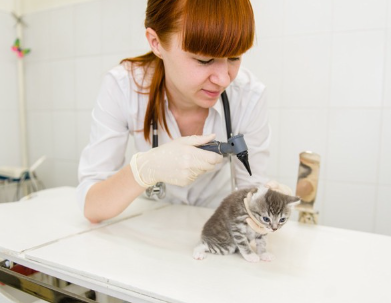 아기 고양이와 수의사.