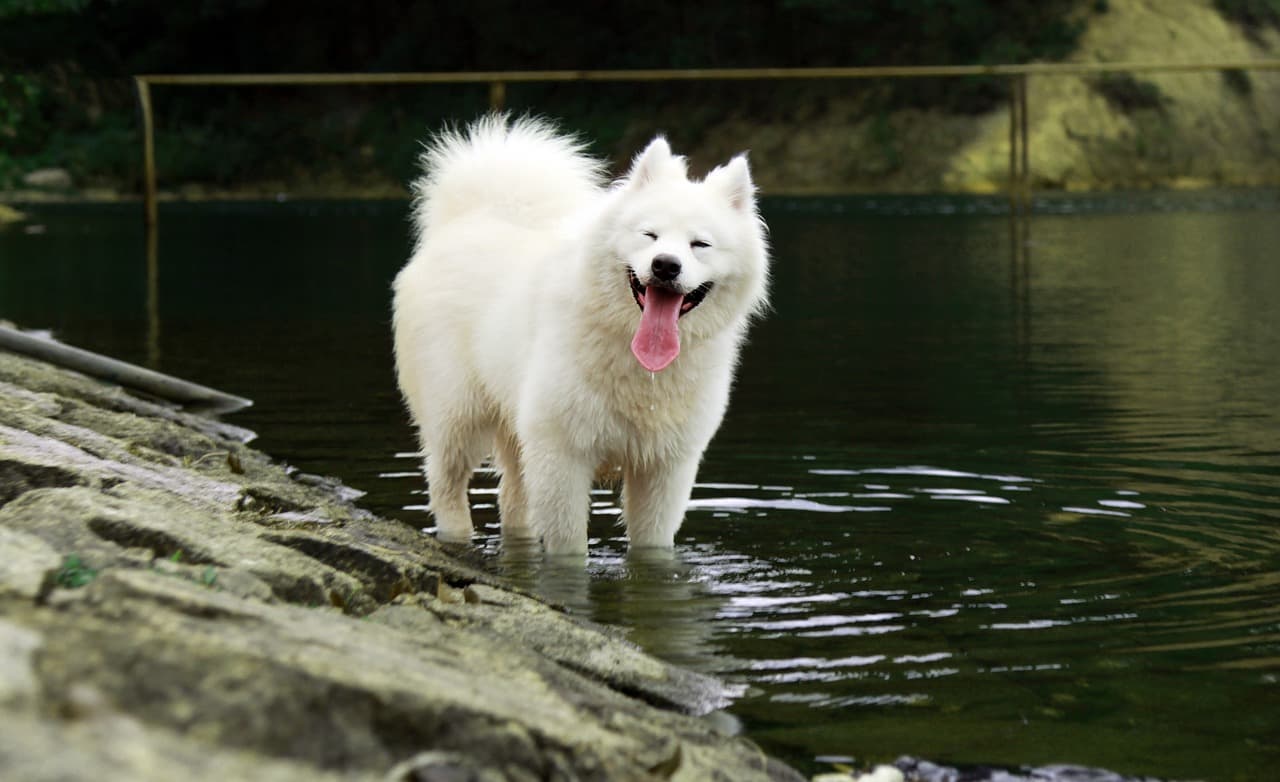 canine atopic dermatitis