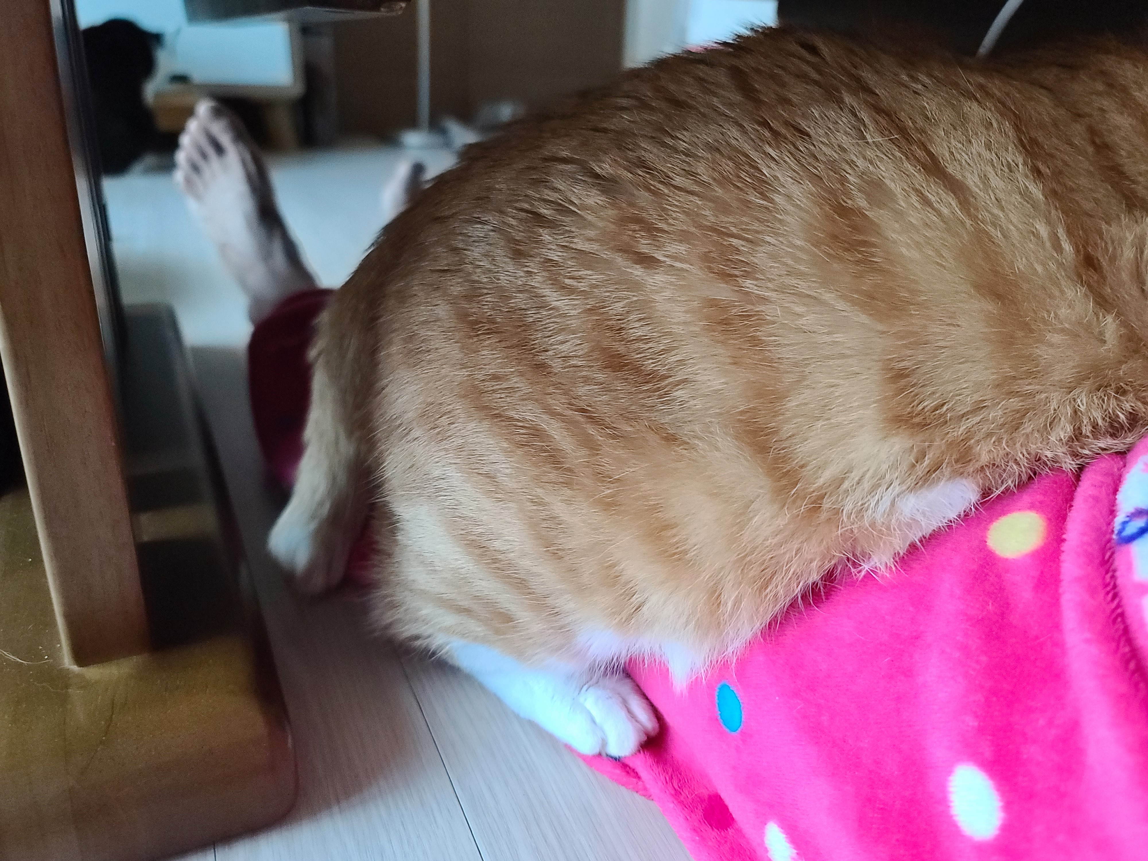 엄마 집사 무릎위 치즈냥이들 (feat. 무릎냥이들)