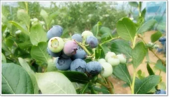 블루베리 재배 산도 조절 피트모스 혼합 여름 관수_9